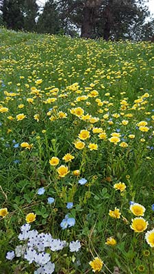 Blue and yellow wildflower field in nature preserve.